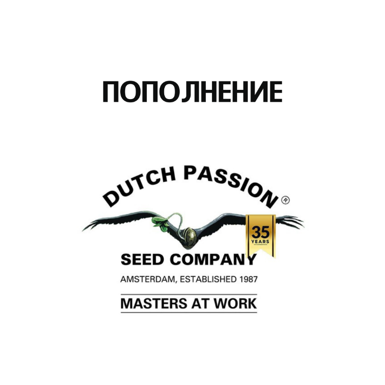 На витрине пополнение Dutch Passion