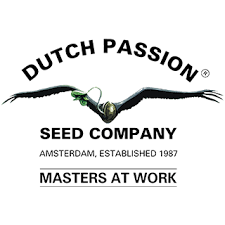 Новые сорта Dutch Passion