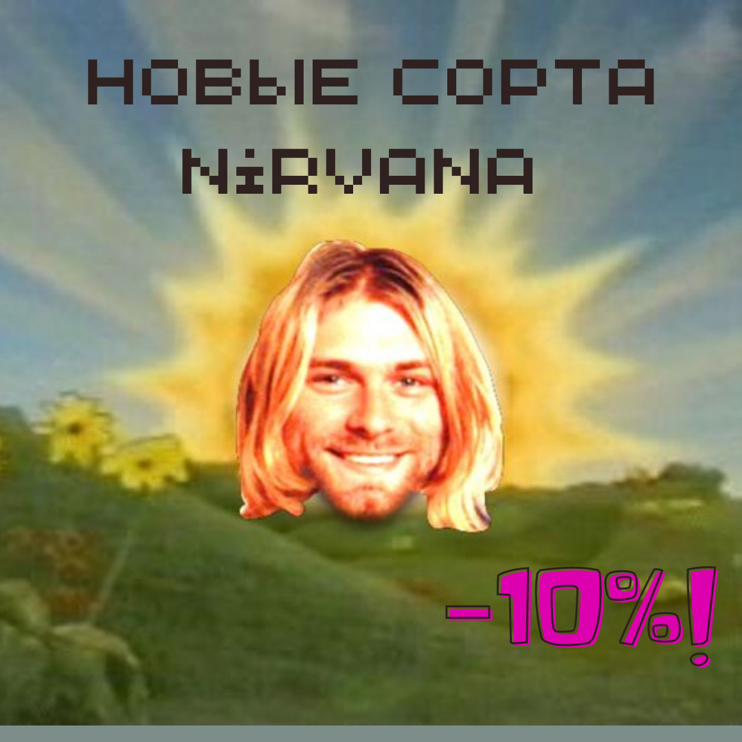 Несколько десятков новых свежих сортов от Nirvana!