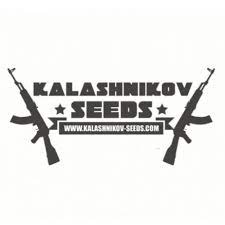 Новые фотофемки от Калашников сидс приехали